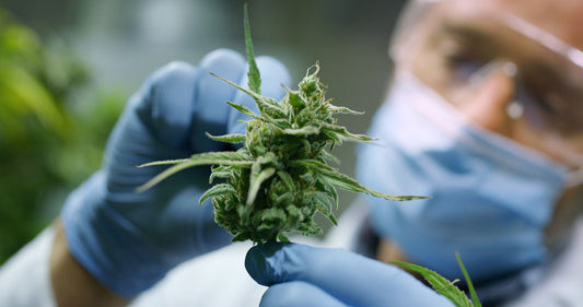 How Quality PPE Can Safeguard Success in Cannabis Compliance