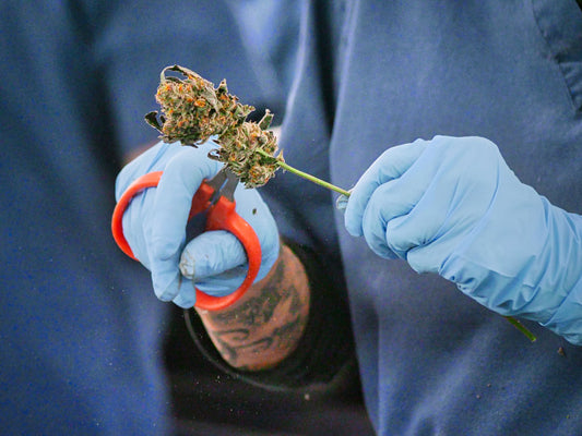 The Essential Guide to Choosing Gloves for Cannabis Trimming