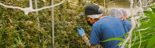 workers in a grow facility